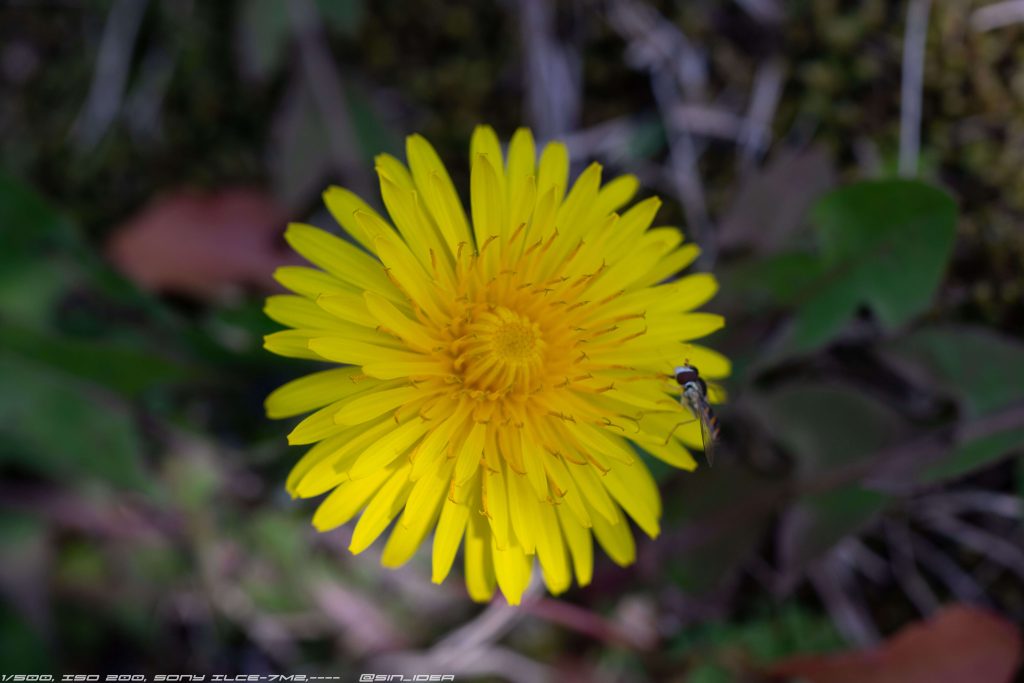 たんぽぽ上から撮ると微妙