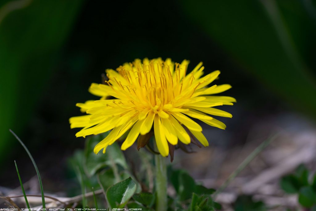 横からとるとマクロっぽい