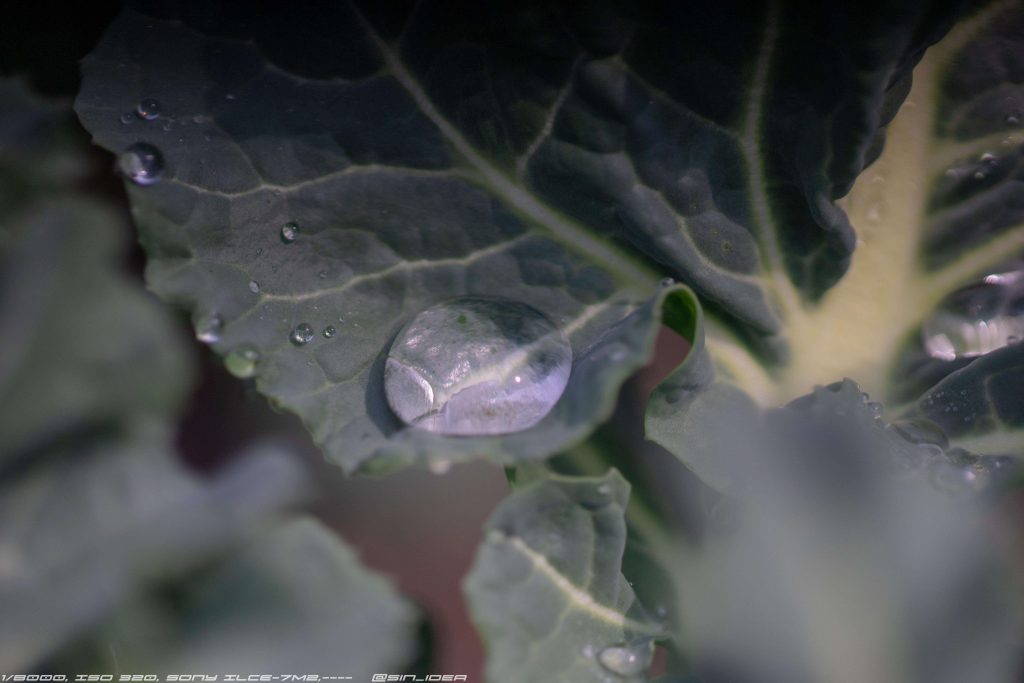 水滴は意識高い