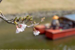 桜にピントがあってない