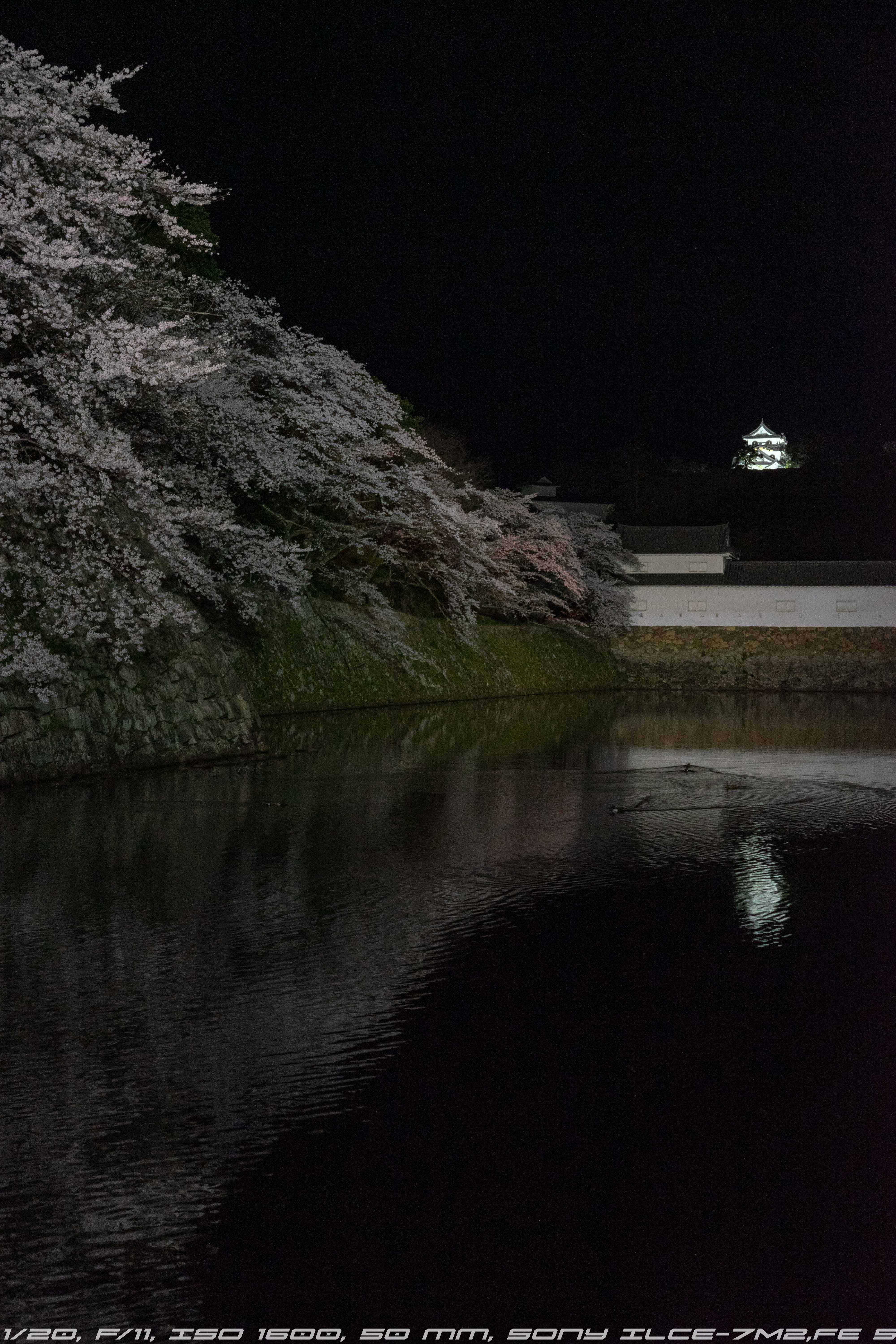 夜桜も手持ちでいける