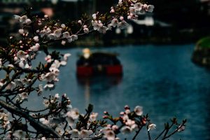 桜とお船