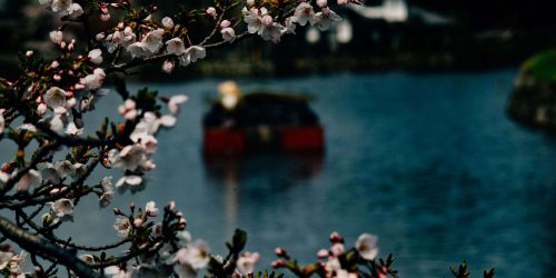 桜とお船