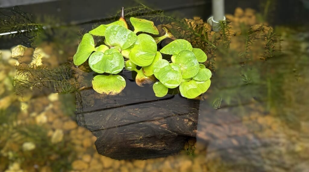 ビオトープに浮いている青々としたホテイソウの写真